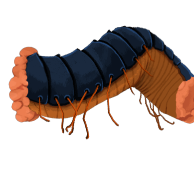 DECIMILLIPEDE_SEGMENT_MIDDLE