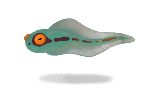 TOADPOLE